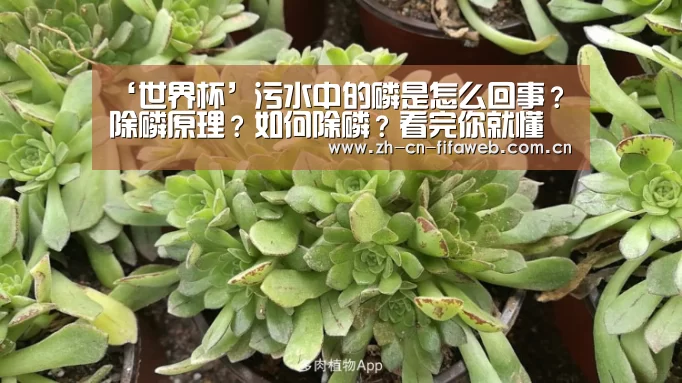 ‘世界杯’污水中的磷是怎么回事?除磷原理?如何除磷?看完你就懂了!